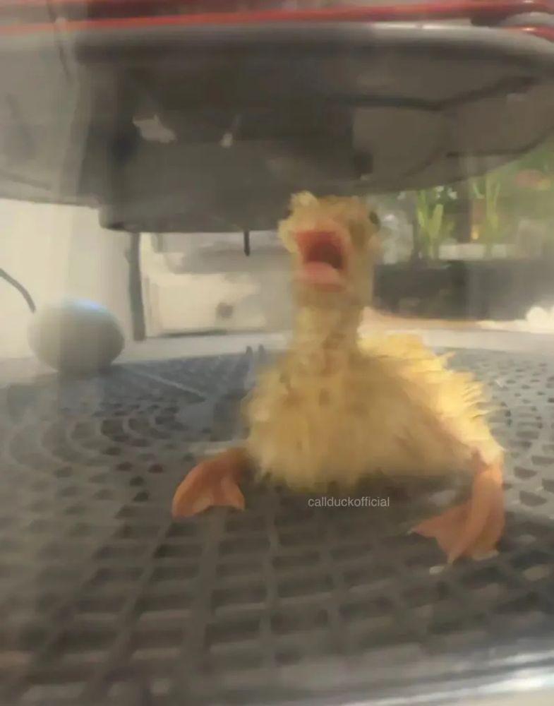 A freshly incubated and hatched duck who appears to very warm, distraught and confused.