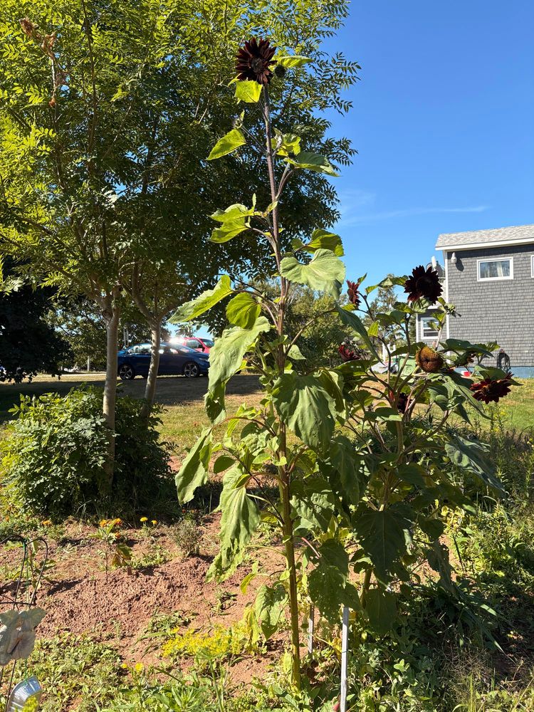 Gardening — A wider view of my little row of sunflowers. This one in particular is showing off.