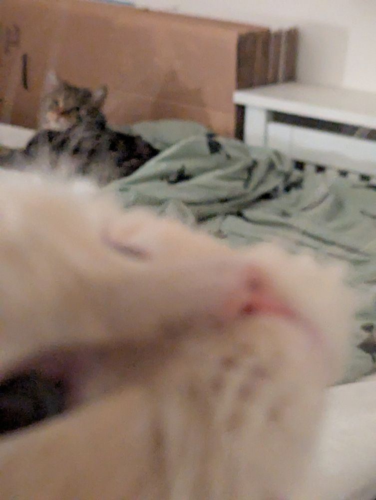 salad observing gumpy from afar