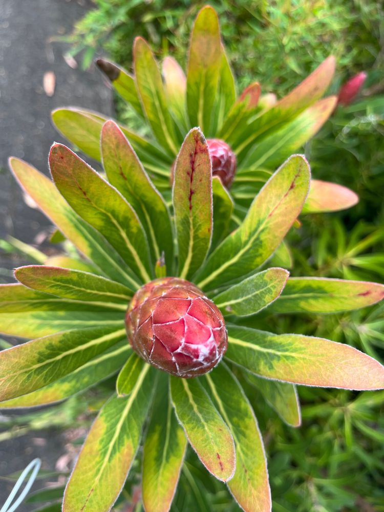 Two protea buds each nestled in a circle of leaves. The buds are red. The leaves start green and turn yellow with a touch of red towards the tips