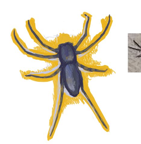 drawing of a spider with bright orange background
