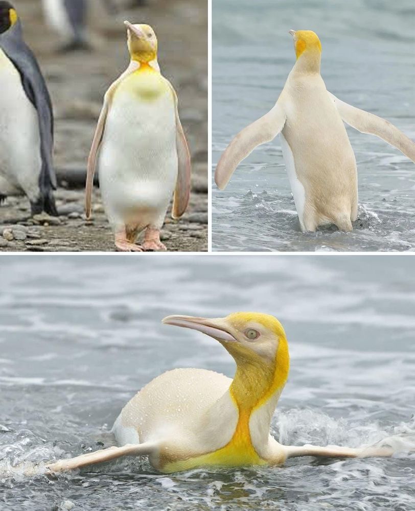 King penguin on South Georgia island, with leucism genetic coloring meaning yellow and white 