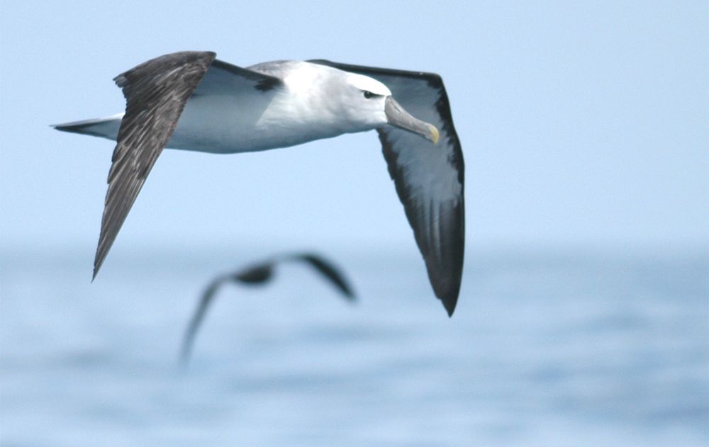 Scary serious albatross 