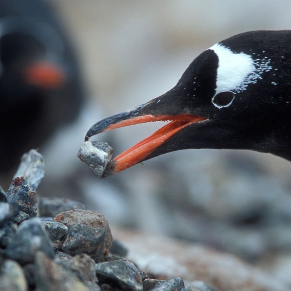 Gentoo placing a pebble on others pebbles