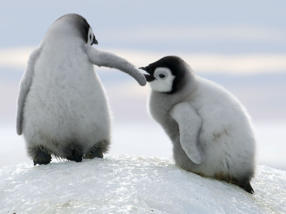 Nom nom baby penguins chewing on each other 