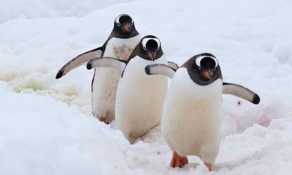 Charging penguins 
