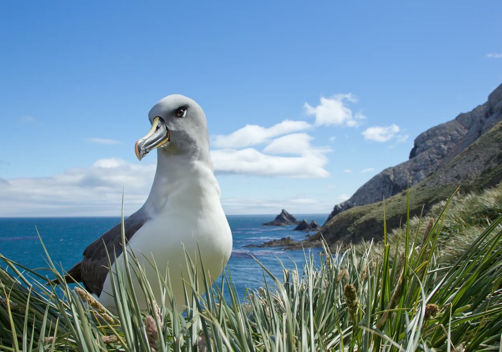 Albatross on a hillside of island look ing awesome