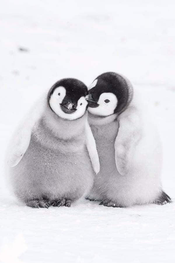 Two cute baby penguins 