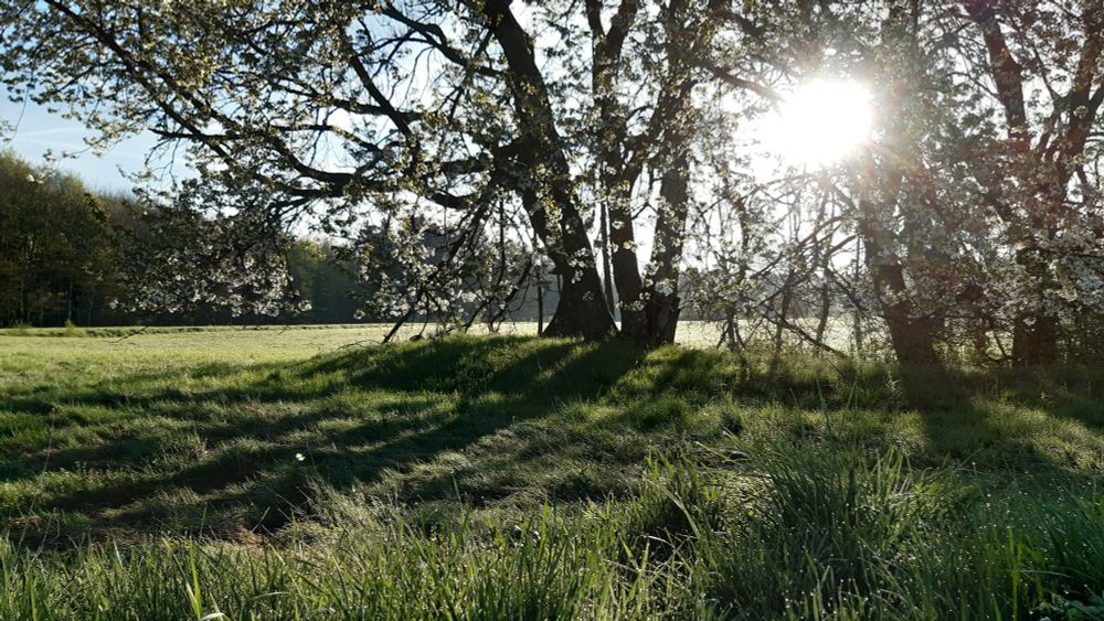 Sonne Blitze durch Äste von einem Baum der auf einer Wiese steht