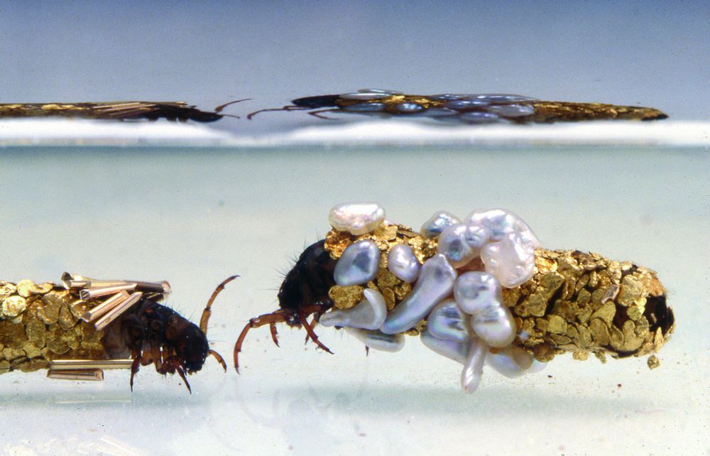 Caddisfly larvae in the studio of Hubert Duprat, carrying cases made from gold, pearls and colourful stones. © Hubert Duprat, adagp, 2024, Courtesy the Artist and Art : Concept, Paris, Photo F. Delpech.