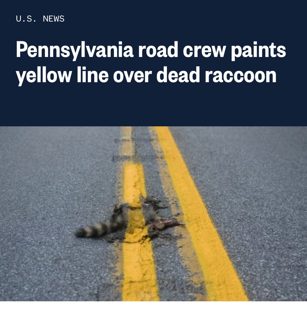 A road with two freshly painted yellow center lines running directly over a dead raccoon 