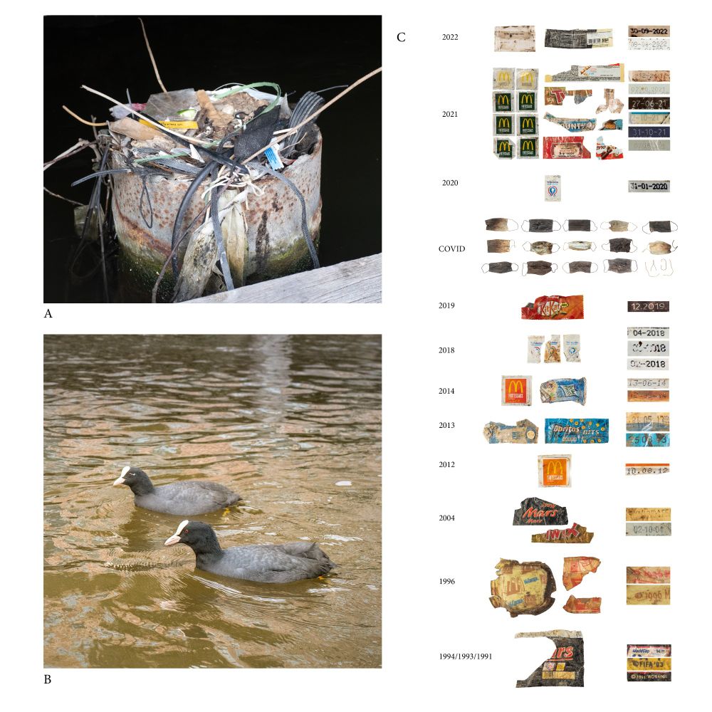 Three photos are shown. A) The Rokin nest, a colourful plastic-filled nest inside a metal pipe. B) The Eurasian coots swimming side by side through the Rokin canal, Amsterdam C) A whole list of vintage plastics ranging from 2022-1991. Photos: Auke-Florian Hiemstra