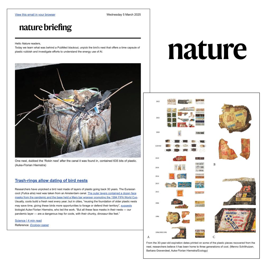 The Nature briefing features my work on nests. We see one picture of the Rokin nest with a lot of plastic sticking out - prior to collecting it. And the stratigraphy of plastic with all the datable pieces of the nest laid out as a timeline. 