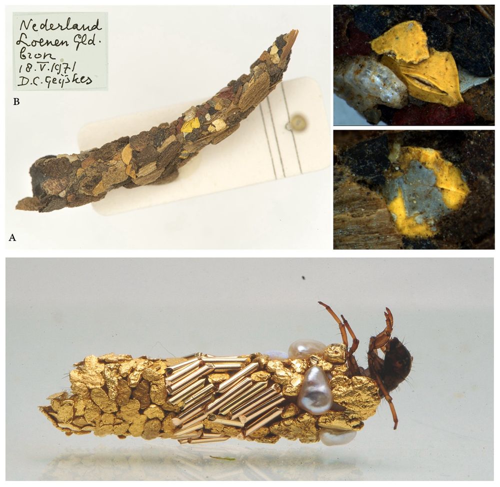 Above: Casing of Ironoquia dubia (RMNH.INS.1544419) collected on May 18th 1971 in Loenen, The Netherlands. b) The label of the specimen.  Depicted on the right: detail of the artificial items.  Photographs: overview: Auke-Florian Hiemstra, details: Pasquale Ciliberti. Below: Caddisfly larvae in the studio of Hubert Duprat, carrying cases made from mostly gold. © Hubert Duprat, adagp, 2024, Courtesy the Artist and Art : Concept, Paris, Photo F. Delpech.