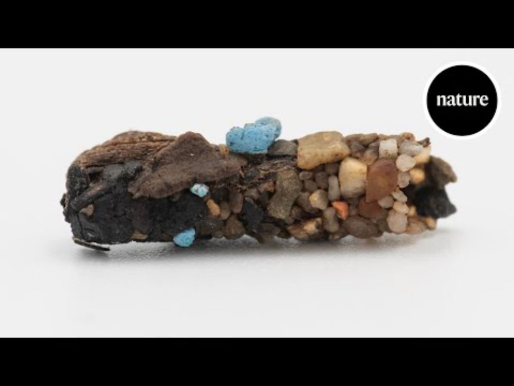 Microplastic pollution found in insect casing from 1971