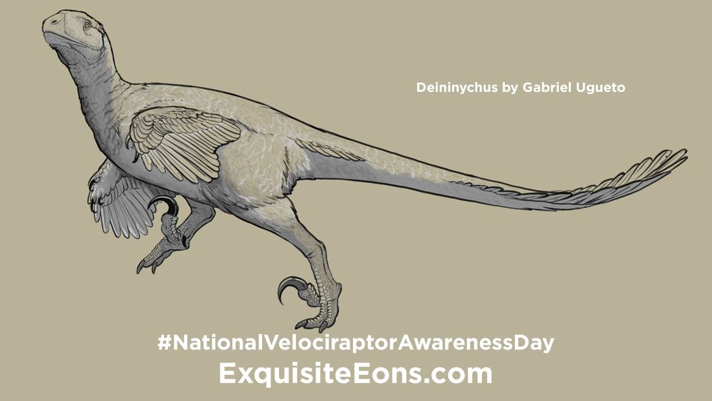 Happy National Velociraptor Awareness Day! Introducing Deininychus. Coming later this year to Exquisite Eons. PaleoArt by Gabriel Ugueto.