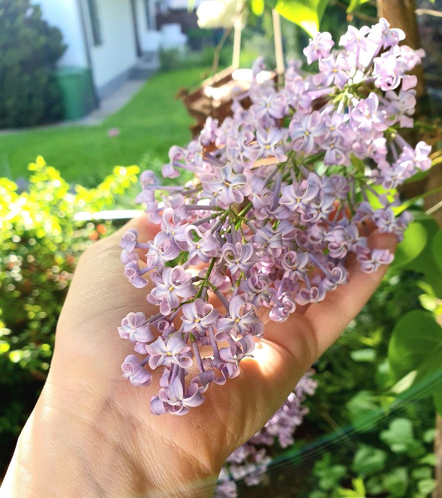 Lilac flowers lying on my hand