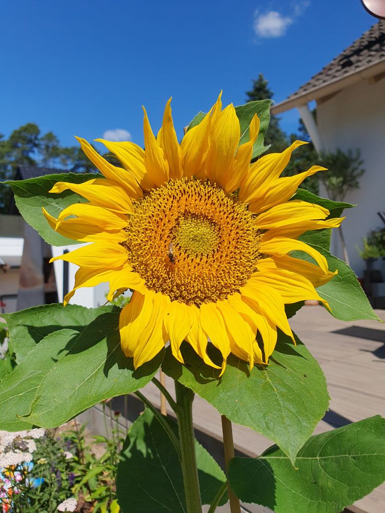 Close-up of a sunflower with a little bee on it