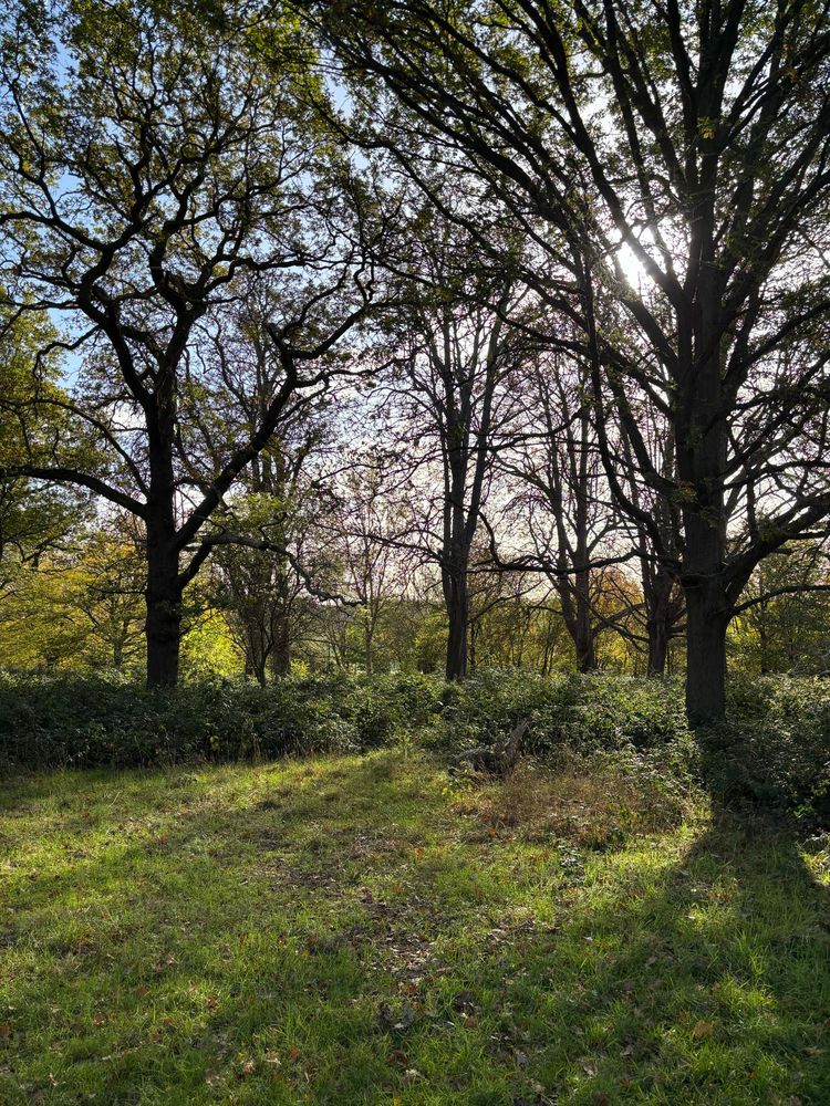 Sunshine through the trees in Richmond Park. 