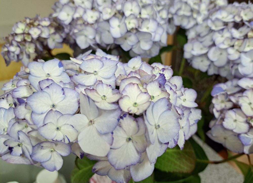 白い花びらに縁が紫色の紫陽花