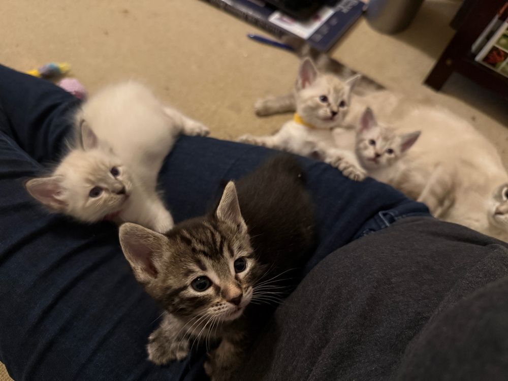 Four kittens either on my Jean-clad outstretched legs or in the process of climbing onto them. I am sitting in the kitten room and they all ran over to greet me and climb onto me when I walked in.