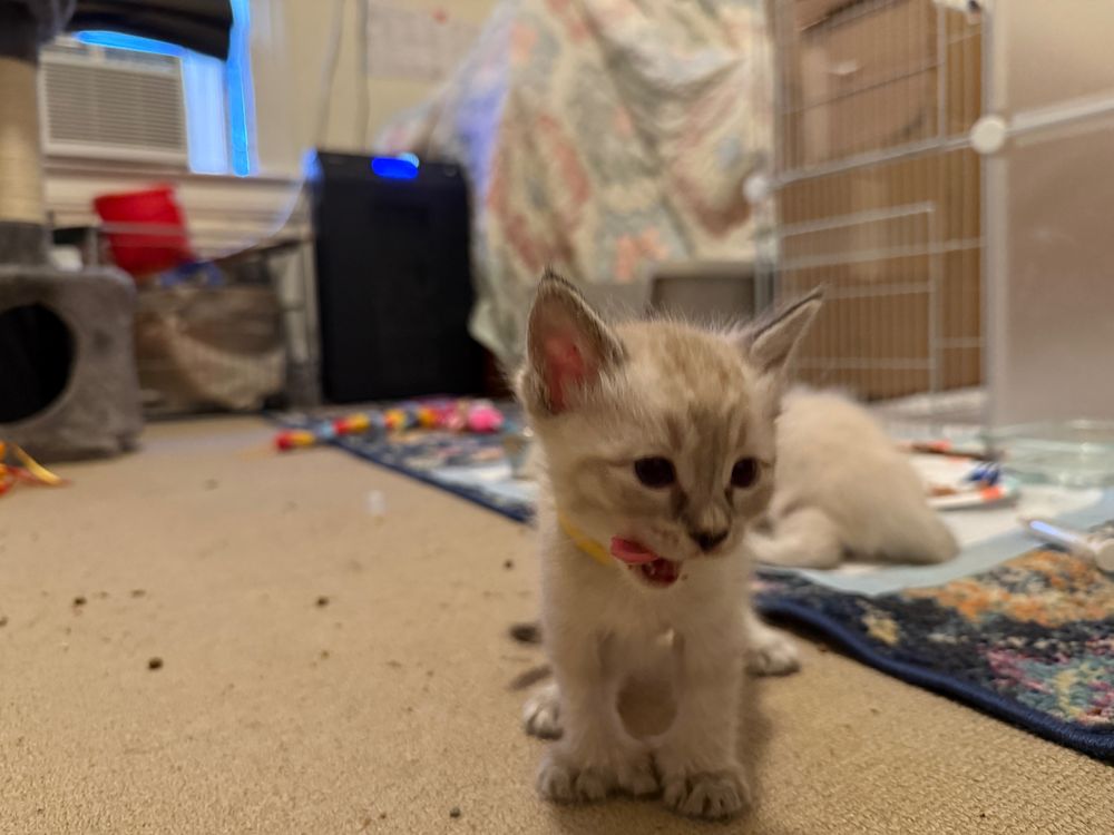A satisfied looking cream and lynx-point kitten sitting and looking just off to the right of the camera. She’s licking her chops. 
