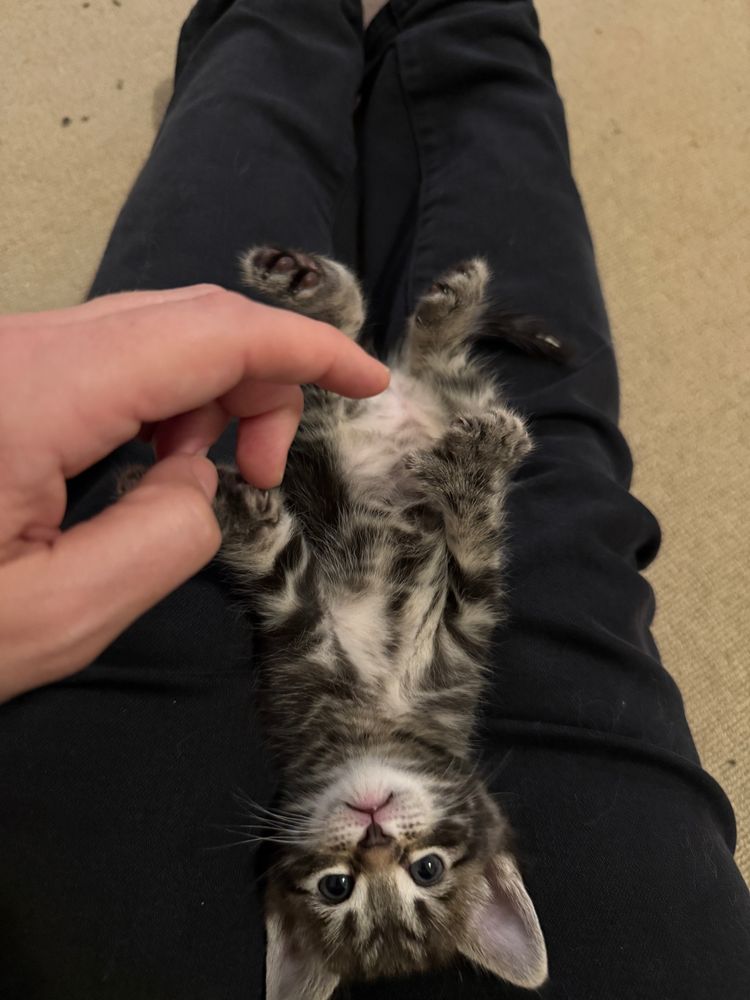 Tiny dark brown tabby kitten with a light colored belly is laying upside down between my outstretched legs. I’m wearing black jeans. Her face is towards the bottom of the photo and she looks a little concerned that I’m holding one of her front paws carefully between two fingers. 