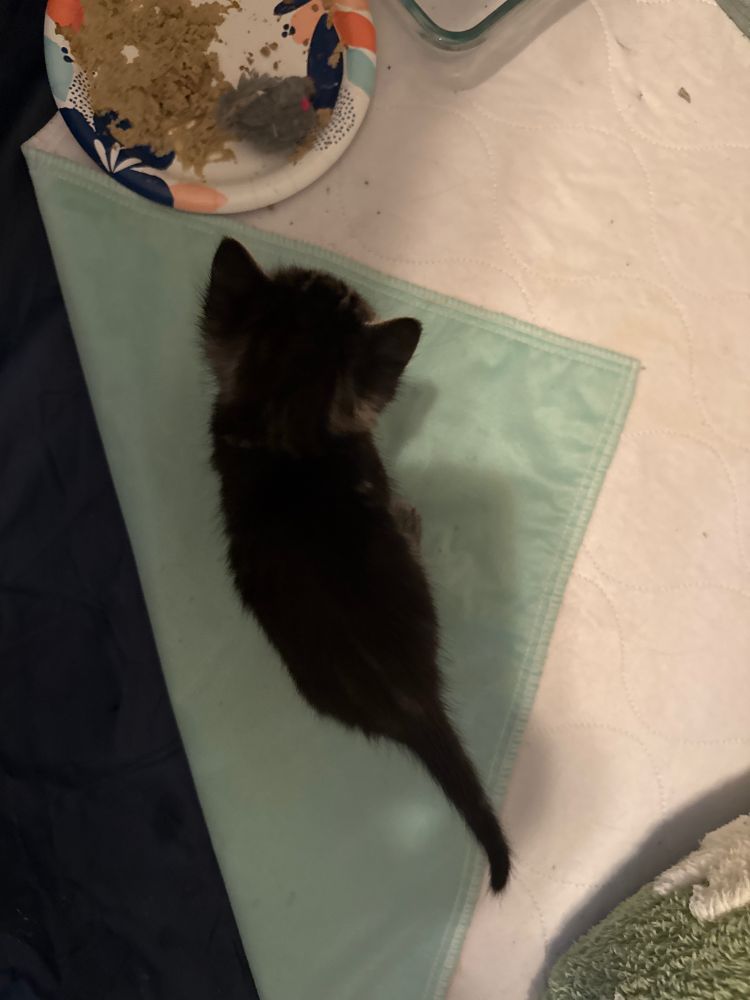A photo of a dark brown tabby kitten from above, showing her very short, oblong silhouette. 