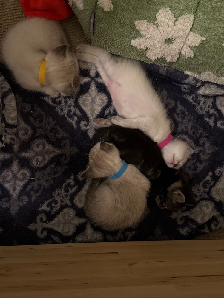 Four kittens sleeping in an awkward pile on a blue patterned blanket. 3 are cream and lynx point, one is a dark brown tabby. 