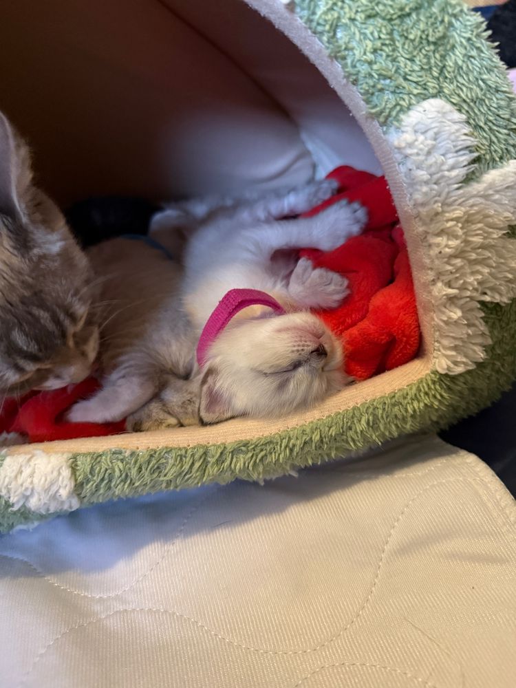 Completely zonked out tiny seal-point kitten. He rolled off the red fleece blanket he was on, so is now upside down, wedged against his mama and sibling, still completely asleep. He has a pink Velcro collar. 