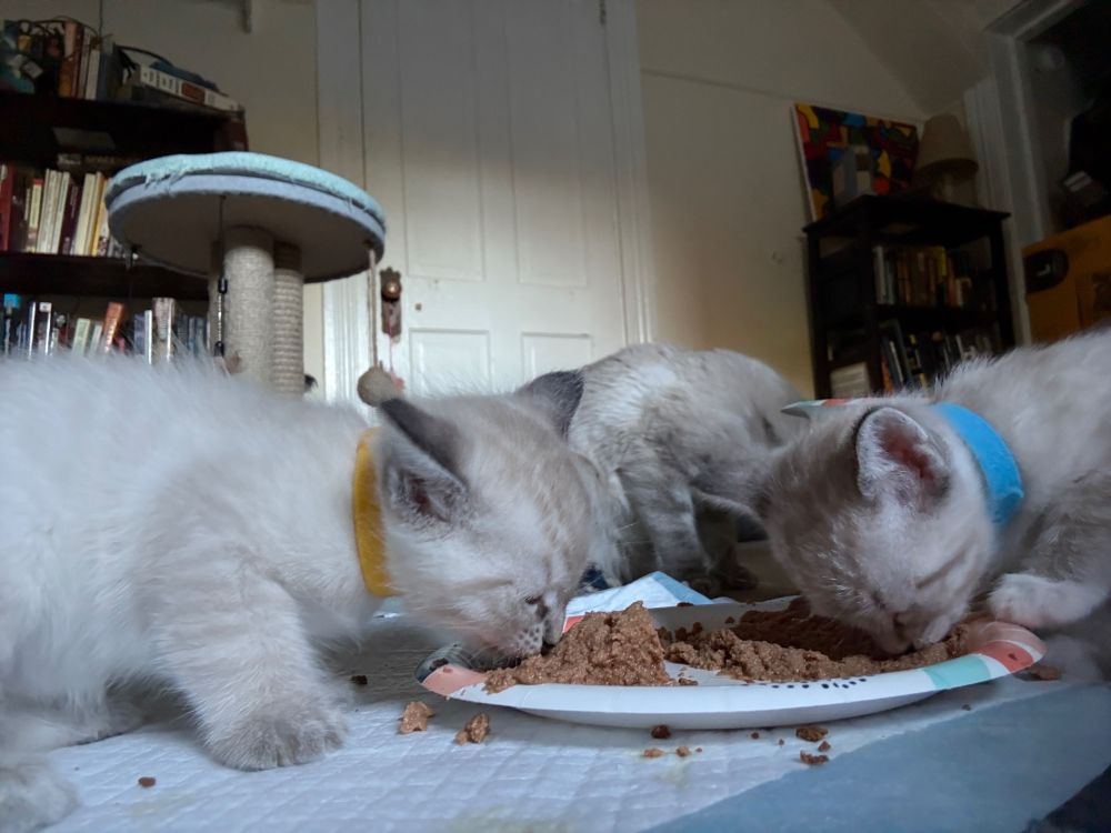 Two lynx point kittens eating wet food from a plate. The photo is taken from the floor, so you see the kittens from the side. One had a blue collar and one has a yellow. You can see their mama in the background eating from her own plate.