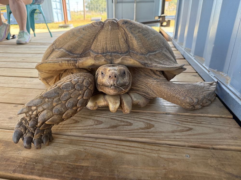 Jeremy the huge sulcata tortoise looking supremely unimpressed with me. 