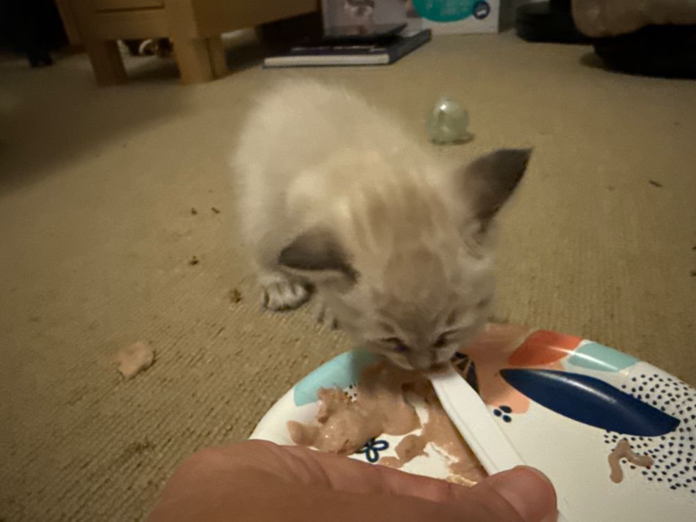 Tiny cream and lynx point kitten eating kitten food off the end of a plastic utensil handle. 