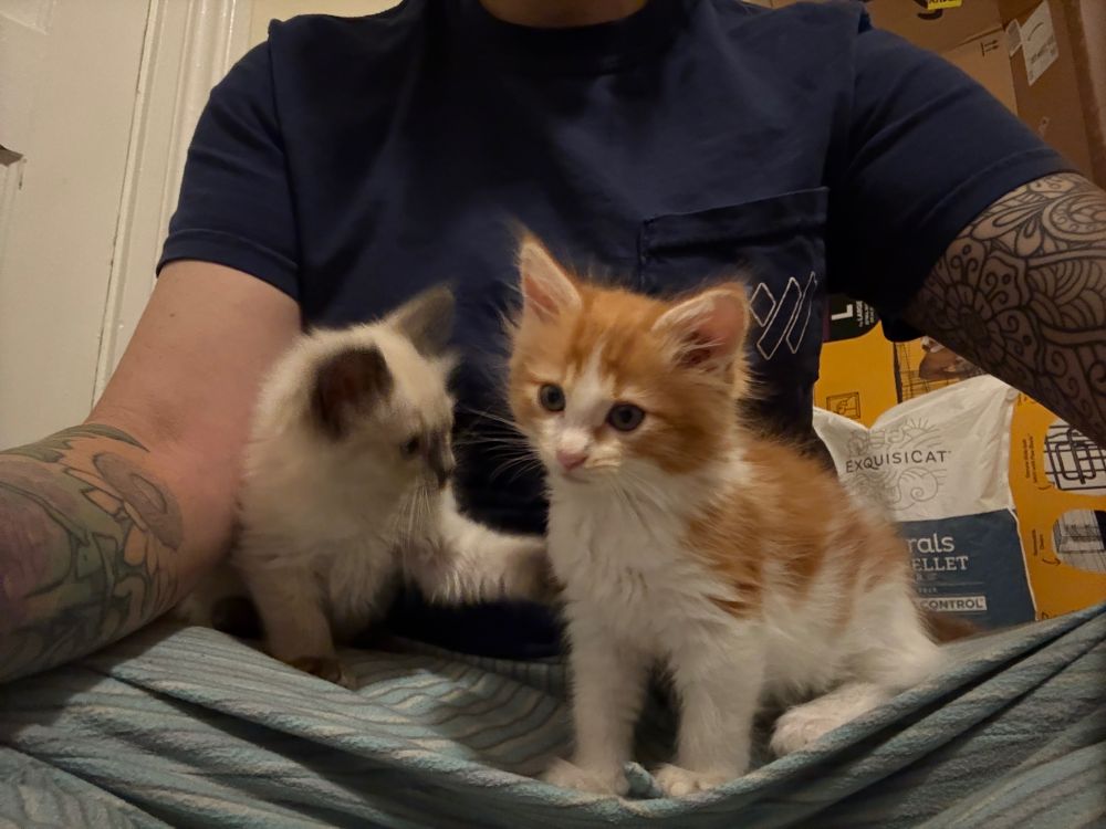 Seal point is tapping his brother’s back while the tabby looks quizzically next to the camera 
