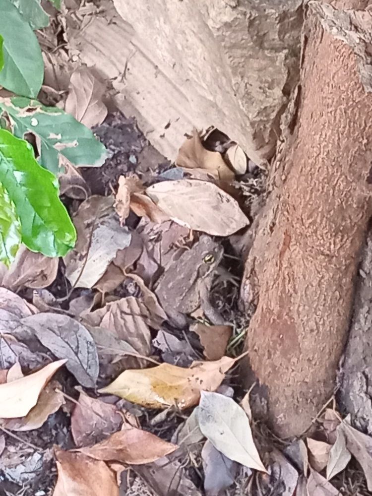 Mr. Toad ,the Toad in the center of the picture, surrounding him lay a bed of dead leaves , in front of him, there's a tree and in it's back rests a rock. Don't call Mr Toad , Mr Frog by mistake, he gets sensitive about his late brother