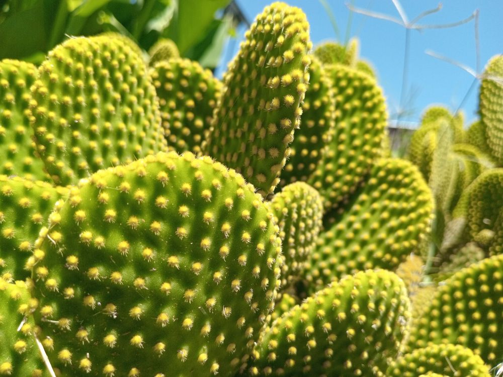 Picture of a cactus locally known as Cardon , which has lot ls of spikes and is green, like weed , u know.