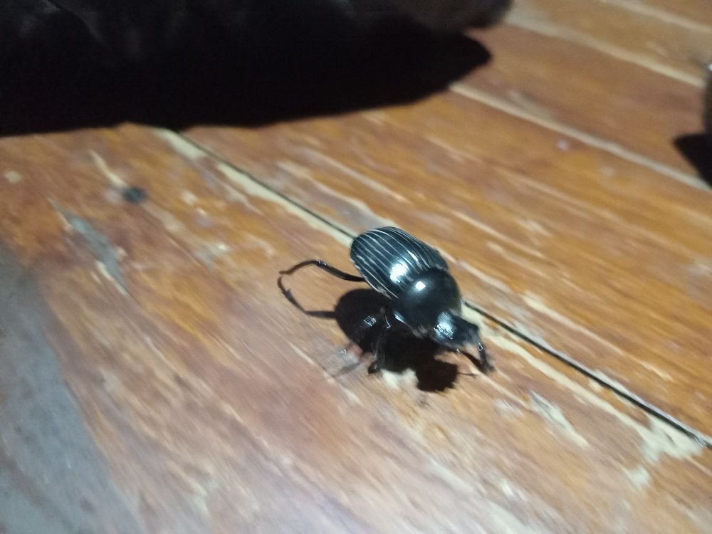 Bug, specifically a beetle, on the run, sprinting across a wooden table 