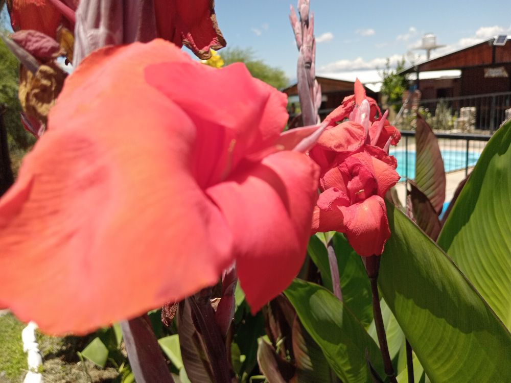 Pink? Salmon? Kinda red but not colored flower with some cabins in the background and a pool as well.