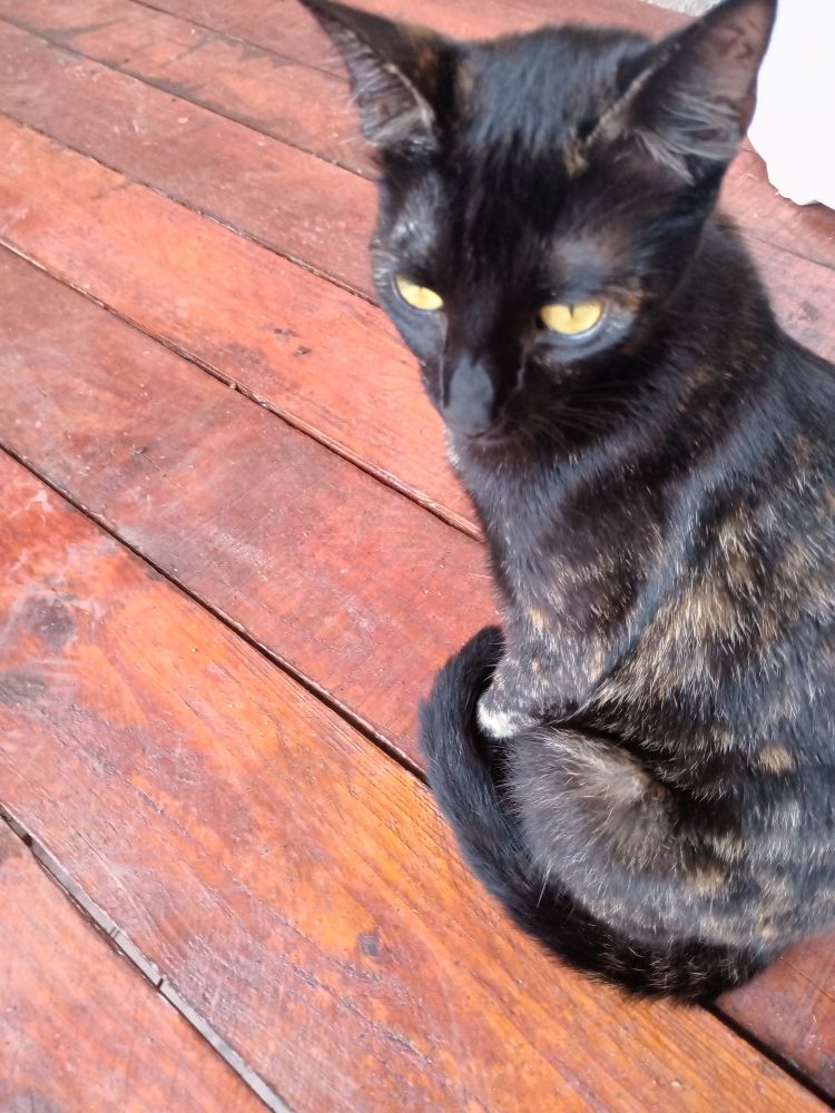 Picture of a Black cat, her name, Nevermore, standing on top of a wooden floor while looking at the distance pretending to not notice you.