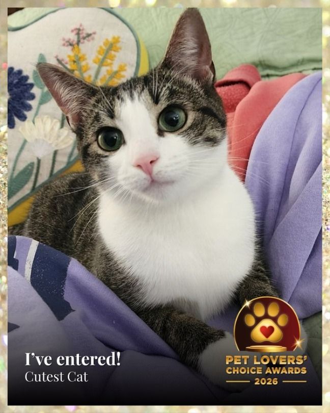 Vote for my cat for Pet Lovers Choice Award