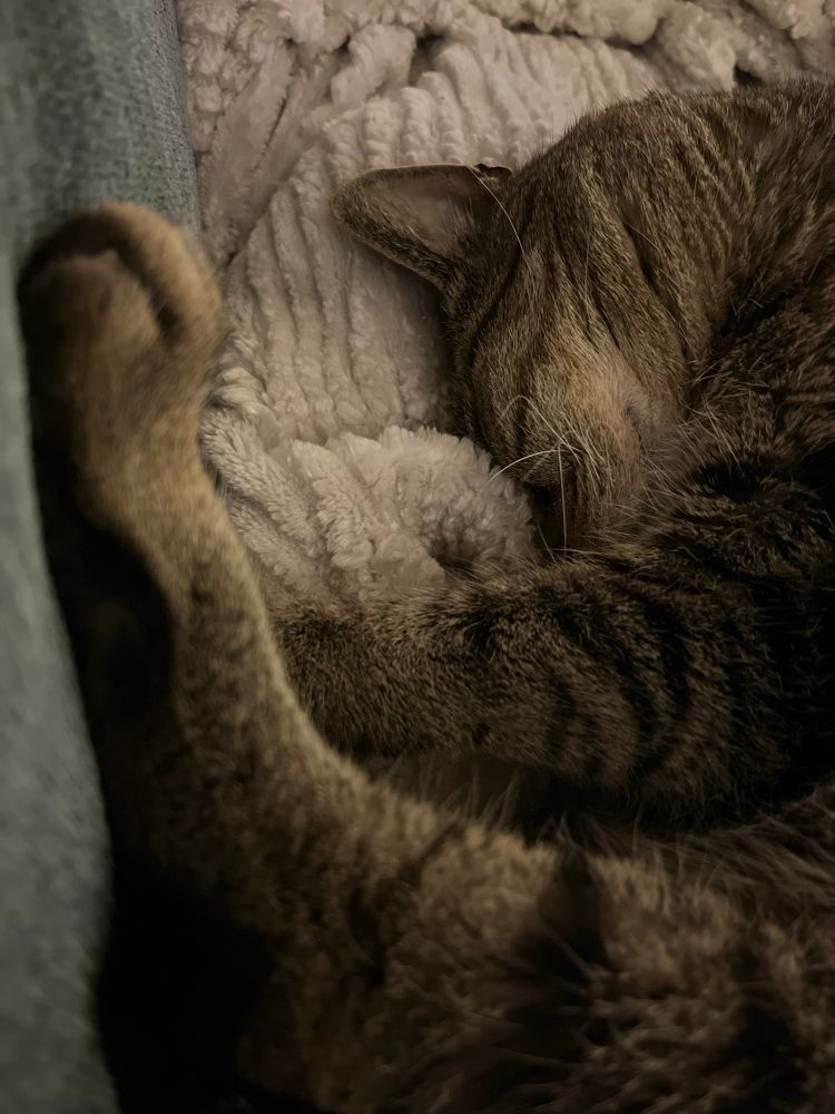 Lucas, a brown tabby cat, deep in sleep. He’s squishing a fluffy blanket into his face with his front paw while a hind foot is somehow above him, propped up on a couch cushion.