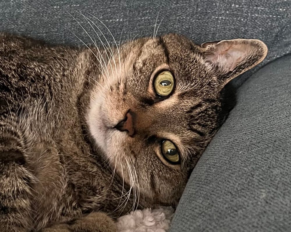 Lucas, a brown tabby cat, laying on his side with his head pushed into a couch arm, his green eyes open in a way that indicate he’s either spaced out or having an existential crisis.