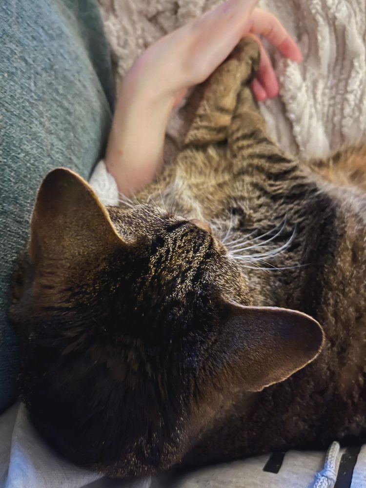 Lucas, a brown tabby cat, sitting up against me with his front paws crossed and pressing into my hand. Sitting on the couch with me like a little man.