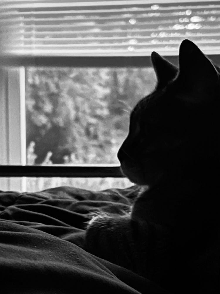Black and white photo of a cat’s silhouette backlit by early morning light coming in through the window. His markings aren’t very clear in the dim light, but he’s a brown and black tabby cat.