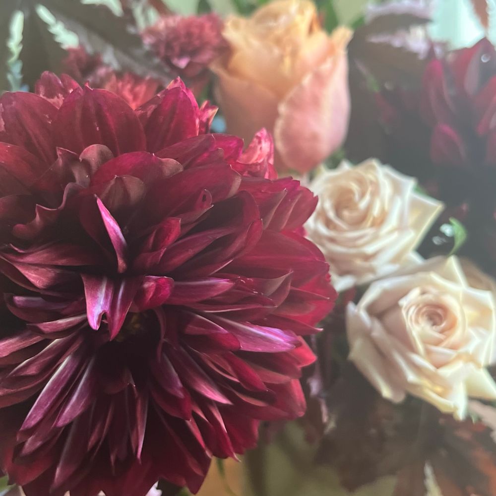 Photo of a flower arrangement. The focus is a huge deep crimson dahlia surrounded by ivory and peach roses, framed by Japanese maple leaves.