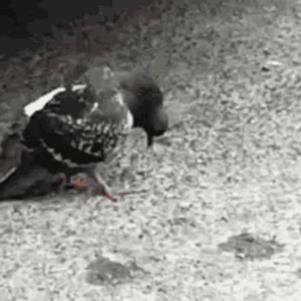 a black and white photo of a pigeon eating a rat on the ground .