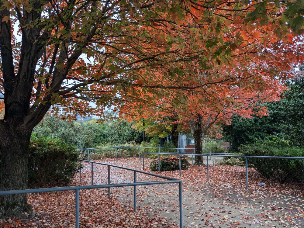 Red autumn leaves on a tree, and the ground