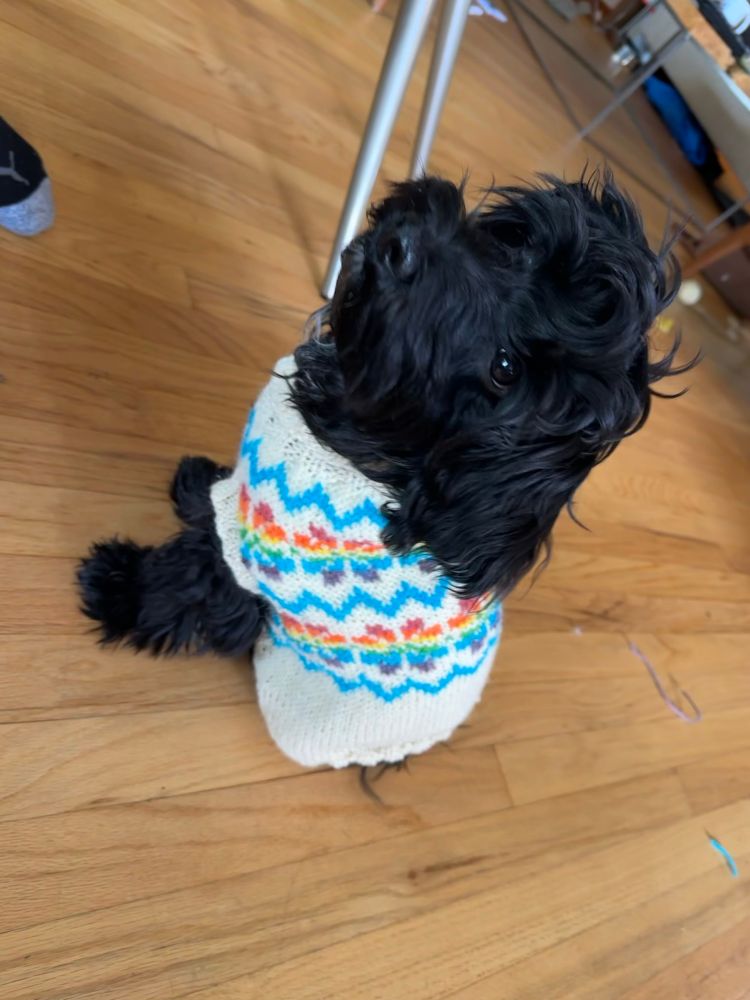 Arlo pup in a rainbow sweater 