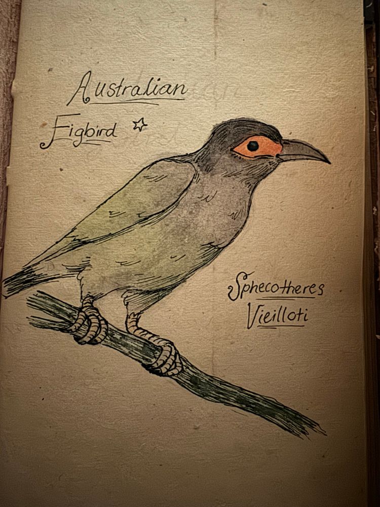 Traditional watercolour painting of an Australian Figbird, its scientific name is sphecotheres vieilloti.