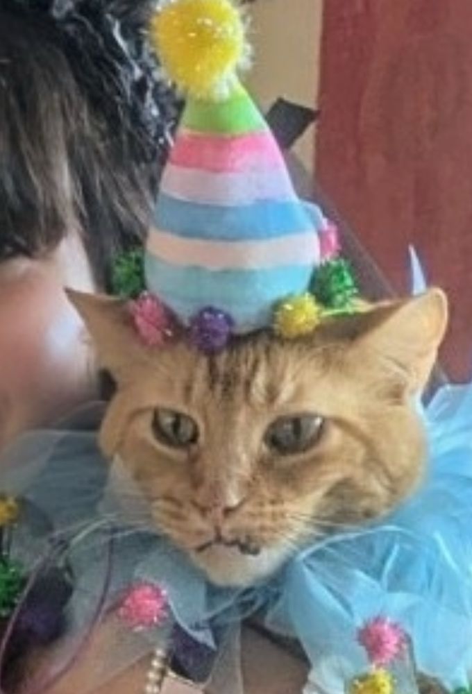 a close up of Momo the orange cat dressed as a clown, looking extremely angry. 